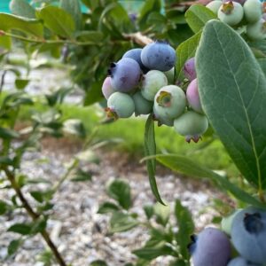 Blueberries Sunday July 11, 2021