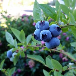Blueberry Clusters