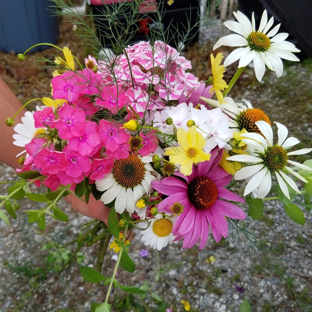 Fresh Cut Flowers