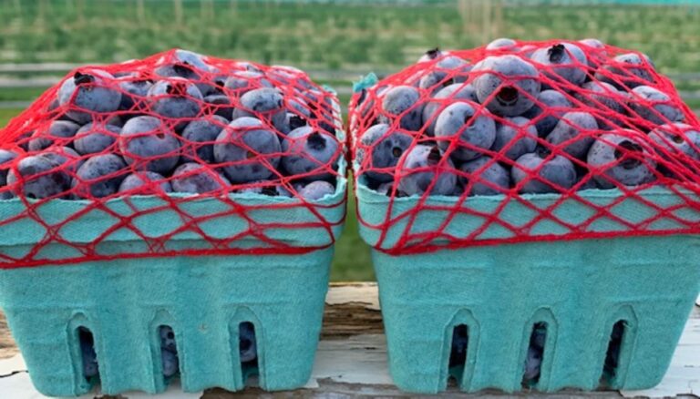 Pints of Blueberries