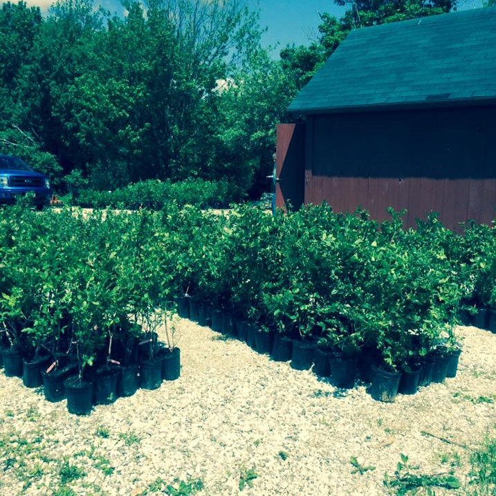Our First Bushes